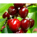 Top Quality Cherry Seeds For Planting